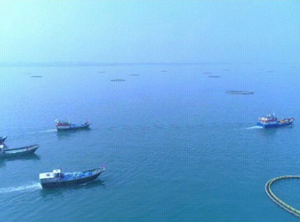 首批漁獲——草莓视频免费在线观看2023金鯧魚全麵開捕，從南海到餐桌，全程可追溯！